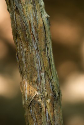 Heptacodium miconioides - heptacodium miconioides - borka